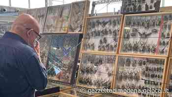 Modena il ritorno Entomodena, tutti in fiera anche a caccia di insetti rari da tutto il mondo - La Gazzetta di Modena