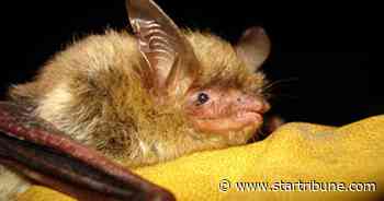 Feds seek endangered species protection for long-eared bat
