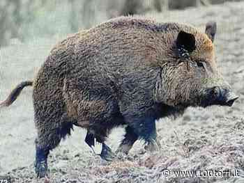 CRONACA – Moncalieri, auto contro cinghiale. Animale morto, strada bloccata in attesa del veterinario - CentoTorri