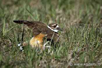 Gli uccelli che fingono un’ala spezzata per fregare i predatori - Kodami