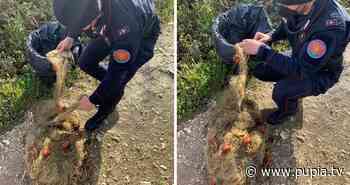 Capua, pesca illegale in oasi protetta: carabinieri sanzionano "bracconiere ittico" - PUPIA