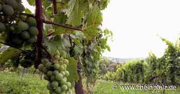 Mundus Vini: Weine von Villa Hochdörffer prämiert - Rheinpfalz.de