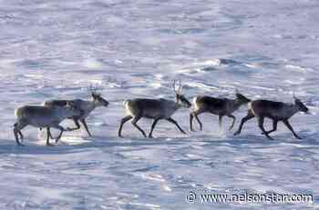Alberta releases recovery plans for two threatened caribou herds - Nelson Star