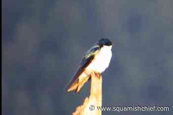 Watch this tree swallow in Squamish - Squamish Chief