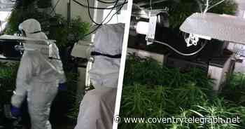 Police discover nearly 100 plants after raiding Coventry cannabis factory - Coventry Live