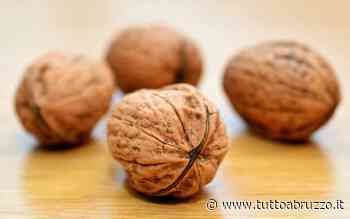Mangiare le noci: proprietà, benefici e controindicazioni - TuttoAbruzzo.it