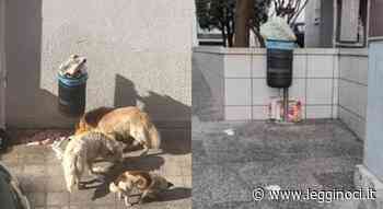 L'abbandono dei rifiuti e il randagismo - LeggiNoci.it