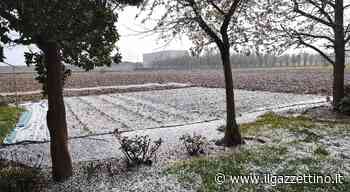 Grandinata fuori stagione sulla Pedemontana: noci di ghiaccio su frutteti e serre - ilgazzettino.it