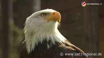 VIDEO | Ausflugstipp für die Osterferien: Raubtierfütterungen und Flugshows im Wisentgehege Springe - Sat.1 Regional