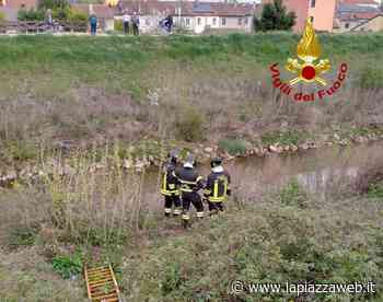 Lonigo, salvati dai vigili del fuoco due cani rimasti intrappolati in una buca vicino al fiume - La Piazza