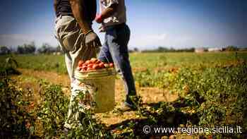 Caporalato, a Catania via alla campagna “Diritti negli occhi” per le scuole e workshop - Regione Sicilia