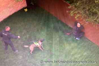 Police dog tracks down suspect following car chase