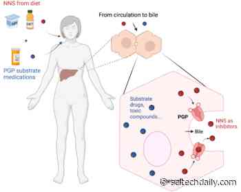 Researchers Uncover How Sugar Substitutes (Artificial Sweeteners) Disrupt Liver Detoxification