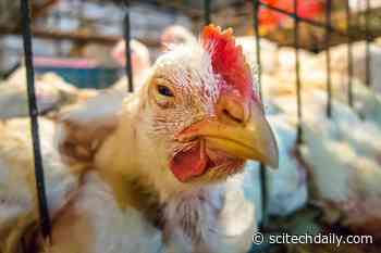 US Bird Flu Outbreak Is Killing Millions of Chickens and Turkeys