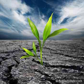 New Research Shows Estimates of the Carbon Cycle – Vital to Predicting Climate Change – Are Incorrect