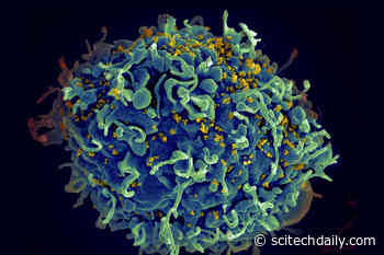 A New Technique Reveals How Immune Cells Locate Their Targets