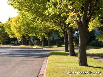 Invasive Insects Will Kill 1.4 Million US Street Trees Over the Next 30 Years, Costing Over $900 Million