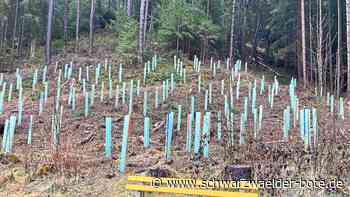 Pflanzaktion in Tennenbronn - 200 neue Bäume: Teilzeit-Forstleute leisten ganze Arbeit - Schwarzwälder Bote