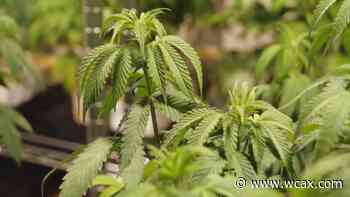 Cannabis Control Board receiving applications for retail stores - WCAX