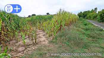 ​Totschlag im Maisfeld bei Northeim: Anklage gegen Maßregelpatienten aus Moringen erhoben - Göttinger Tageblatt