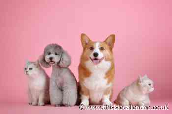 National Pet Day: Celebrate with an experience including Kitty Cafes and pet photoshoots