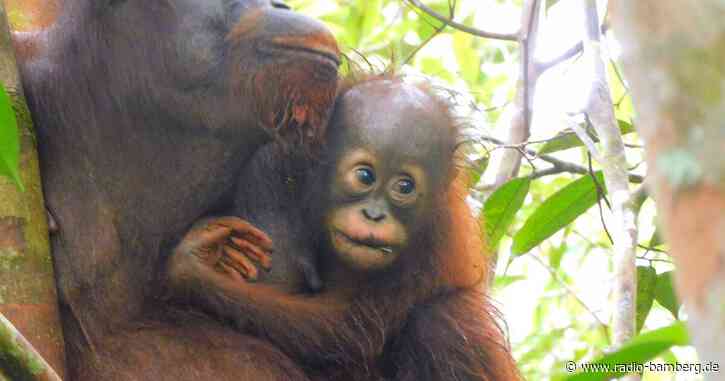Freude über neues Orang-Utan-Baby auf Borneo