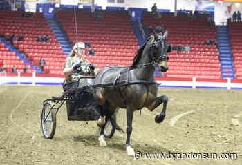 Passion keeps hackney drivers rolling - The Brandon Sun