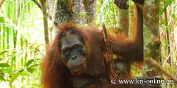 „Fest für den Artenschutz“: Freude über neues Orang-Utan-Baby im Auswilderungswald