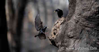 The Shakespearean Tall Tale That Shaped How We See Starlings