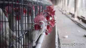 Highly pathogenic avian flu found in Markham, Chatham-Kent, Prince Edward Country - CP24 Toronto's Breaking News