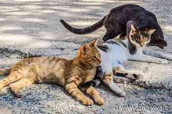 Pronto soccorso su animali feriti: liquidate somme per tre interventi - TraniViva