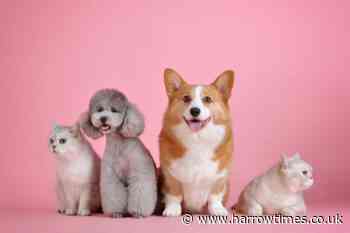 National Pet Day: Celebrate with an experience including Kitty Cafes and pet photoshoots