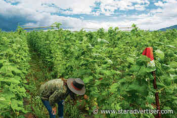 Food hubs gain momentum during pandemic