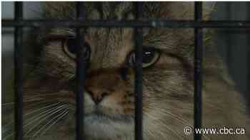 Proposed financial boost from city not enough to continue pound services, Saskatoon SPCA says