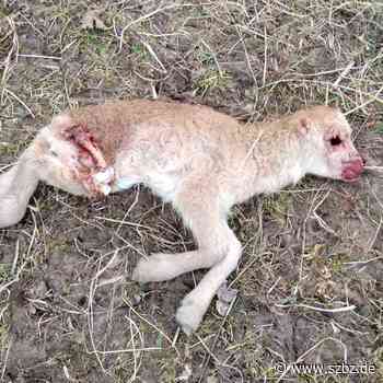 Sindelfingen: Die Krähen und das Schreien der Lämmer - Sindelfinger Zeitung / Böblinger Zeitung