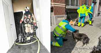 Brandweer haalt honden uit kelderverdiep bij accidentele woningbrand - Het Laatste Nieuws