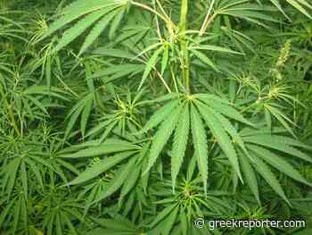 Medical Cannabis to be Sold at Pharmacies in Greece - Greek Reporter