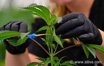 Maybe medical marijuana isn’t so great after all? (opinion) - SILive.com