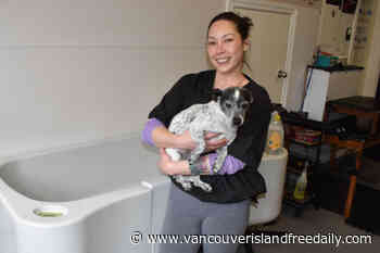 Local dog groomer in Sidney expresses support for shut-down competitor – Vancouver Island Free Daily - vancouverislandfreedaily.com