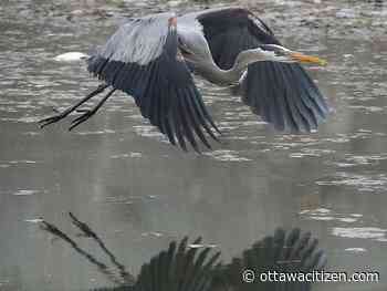 Weather: Sunny start to Monday, headed to 12 C, likely showers overnight