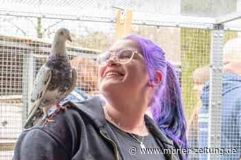 Notfall in Marl: Herrenlose Tauben suchen neues Zuhause - Marler Zeitung