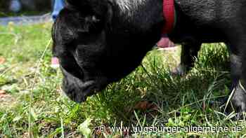 Achtung, Hundebesitzer: Gefährlicher Tierköder in Offenhausen ausgelegt