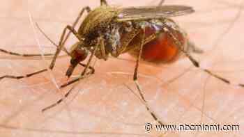 Mosquito Season Begins in South Florida