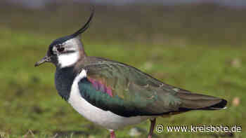 Der Kiebitz bittet um Hilfe - kreisbote.de