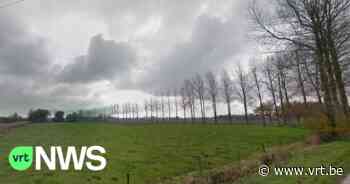 Lievegem kapt 80 populieren in Waarschoot in belang van veiligheid en plant 81 zomereiken in de plaats - VRT NWS