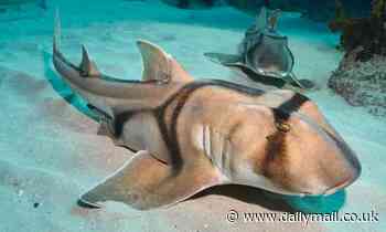 Sharks don't bother wasting time chasing after prey they are unlikely to catch, study finds 