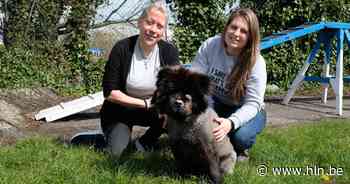 Honden blijven maar binnenstromen bij Dierenbescherming: “We zoeken opvanggezinnen” - Het Laatste Nieuws