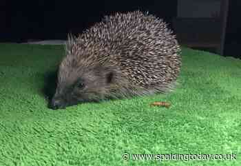 Communities urged to come forward with rewilding ideas - Spalding Today