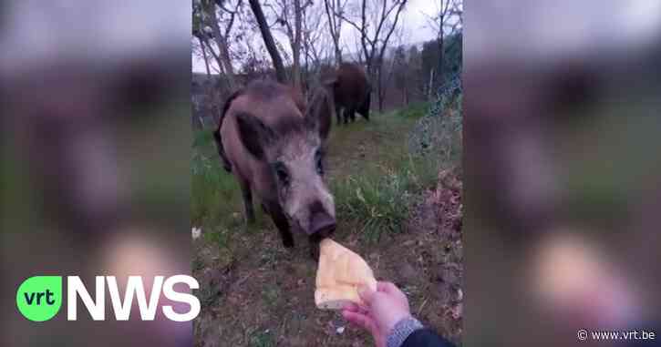 BEKIJK - Wilde everzwijnen eten uit de hand in Genk: "Voederen zorgt voor problemen" - VRT NWS