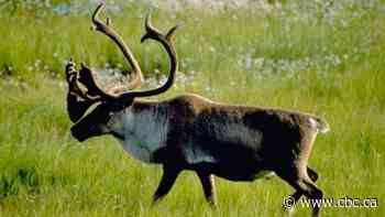 Alberta releases recovery plans for two threatened caribou herds